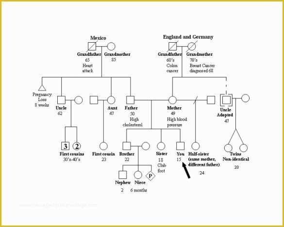 Free Family Tree with Siblings Template Of Free Printable Family Tree with Siblings Printable 360