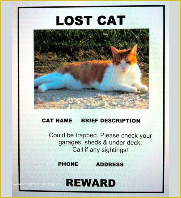 copy-of-lost-pet-cat-please-find-flyer-template-postermywall