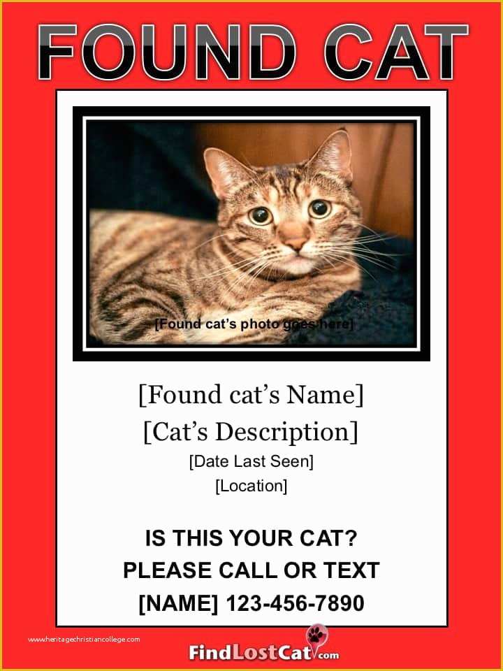 Free Lost Cat Flyer Template Of Lost Cat Flyer &amp; Poster Templates Free Downloads