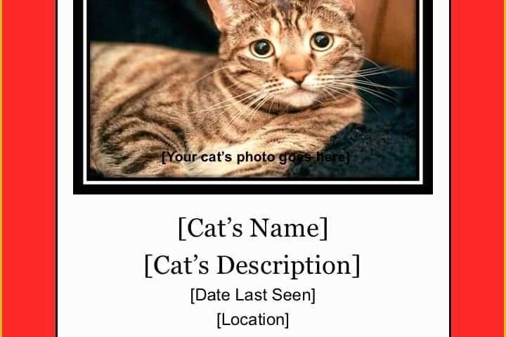 Free Lost Cat Flyer Template Of Lost Cat Flyer &amp; Poster Templates Free Downloads