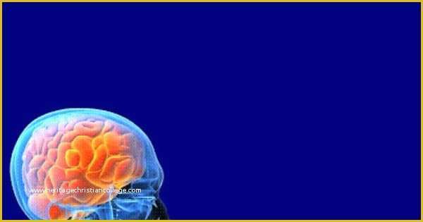 Free Neurology Powerpoint Templates Of Neurology Powerpoint Background Free Download
