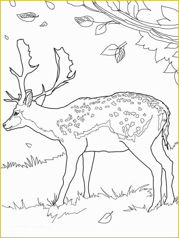 Free Pages Templates Of 45 Deer Templates Animal Templates