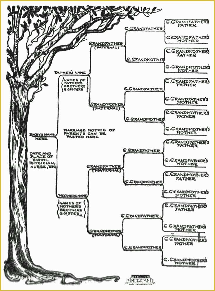 Free Tree Map Templates Of Family Tree Template Word