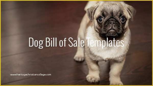 Bill Of Sale Dog Template Free Of Dog Bill Of Sale Template – 13 Free Word Excel Pdf