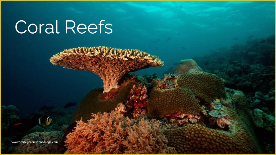 coral-reef-powerpoint-template-free-of-16-ideas-for-student-projects