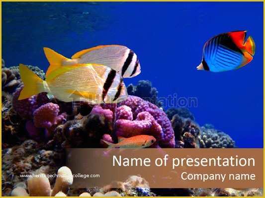 Coral Reef Powerpoint Template Free Of Coral Reef Powerpoint Presentation Templates Underwater