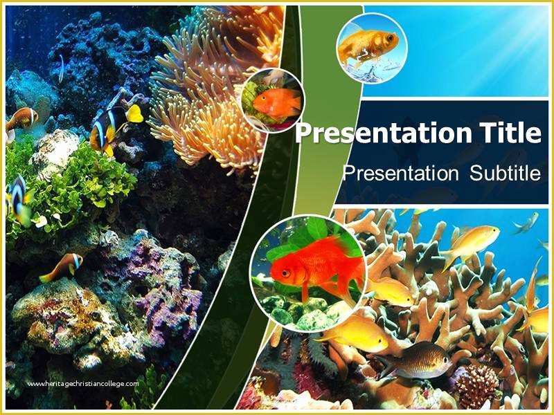 Coral Reef Powerpoint Template Free Of Coral Reefs Powerpoint Templates and Backgrounds
