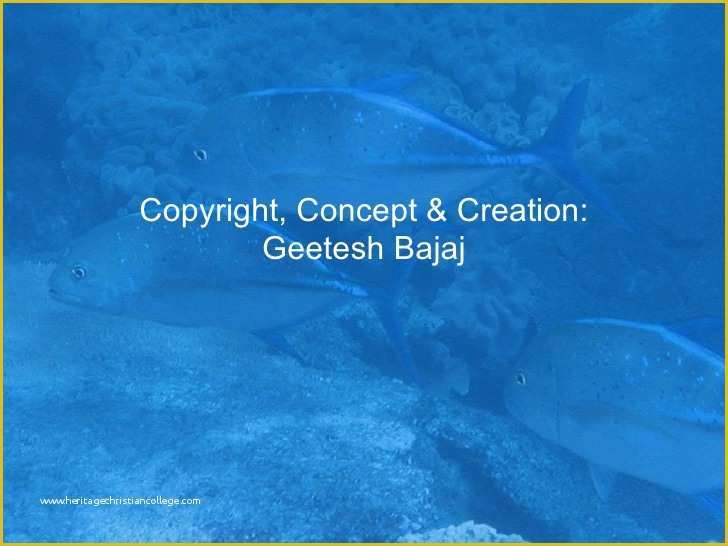 Coral Reef Powerpoint Template Free Of Great Barrier Reef Ppt Template for Powerpoint Presentation