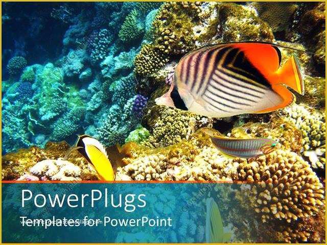 Coral Reef Powerpoint Template Free Of Powerpoint Template A Number Of Colorful Fish with Coral