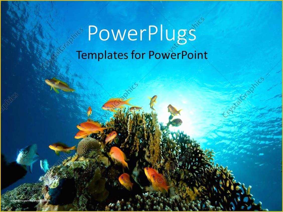 Coral Reef Powerpoint Template Free Of Powerpoint Template Floor Bed Of Red Sea with Coral and