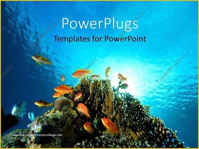 Coral Reef Powerpoint Template Free Of Powerpoint Template Floor Bed Of Red Sea with Coral and