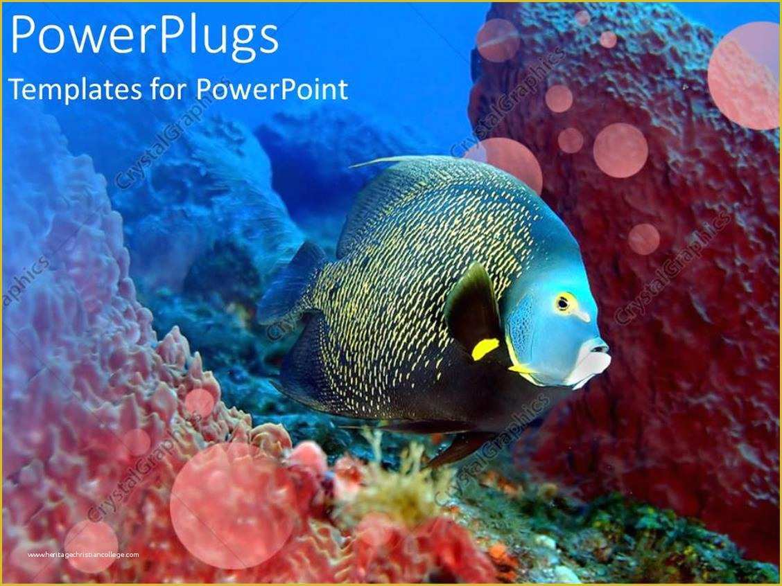 Coral Reef Powerpoint Template Free Of Powerpoint Template Glowing Fish Swimming Over Coral Reef