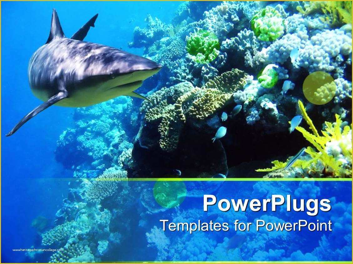 Coral Reef Powerpoint Template Free Of Powerpoint Template Underwater Coral Reef Ocean with