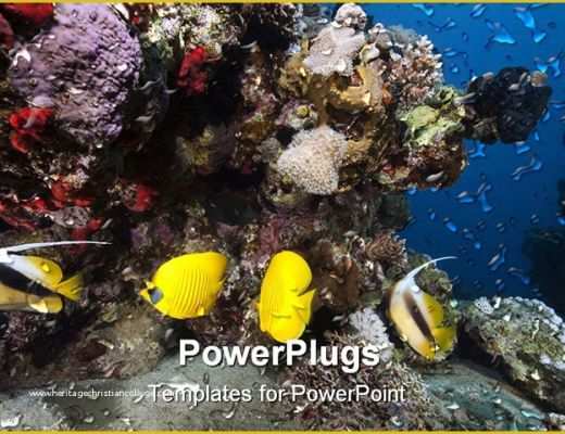 Coral Reef Powerpoint Template Free Of Powerpoint Template Yellow Fish Swimming In Front Of