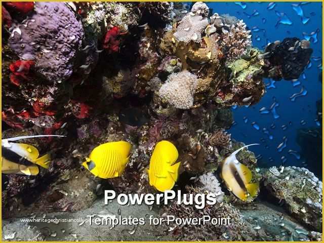 Coral Reef Powerpoint Template Free Of Powerpoint Template Yellow Fish Swimming In Front Of