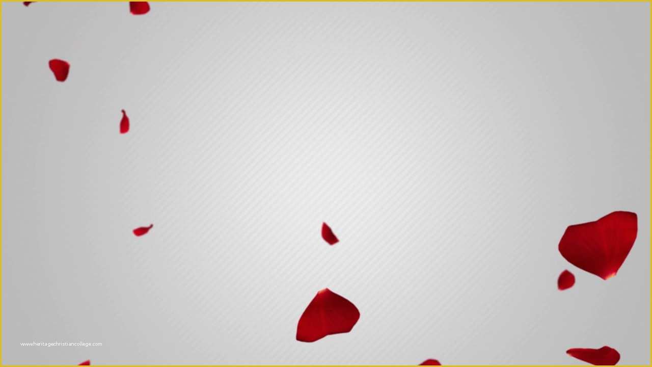 Falling Flower Petals after Effects Template Free Of after Effects Templates Free Rose Petals