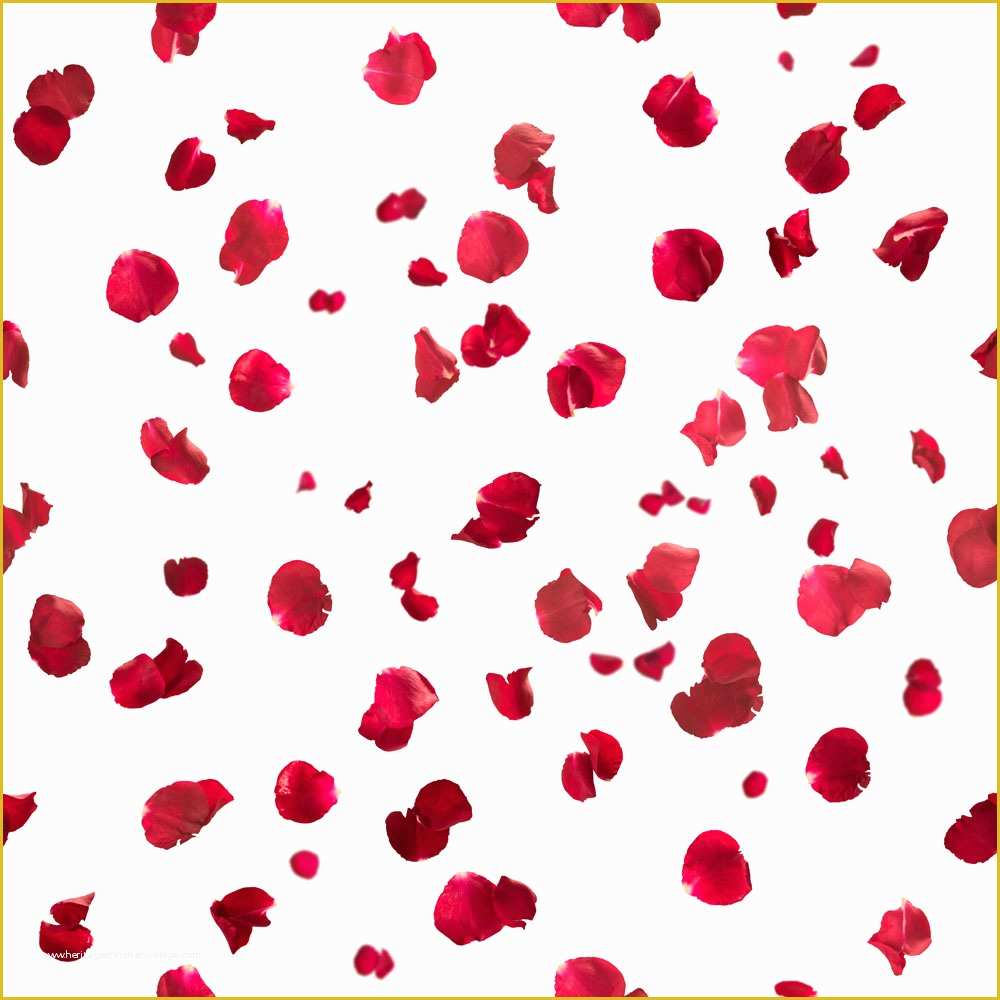 Falling Flower Petals after Effects Template Free Of 飘落的花瓣图片下载 图片id 花草树木 图片素材 聚图网 Juimg