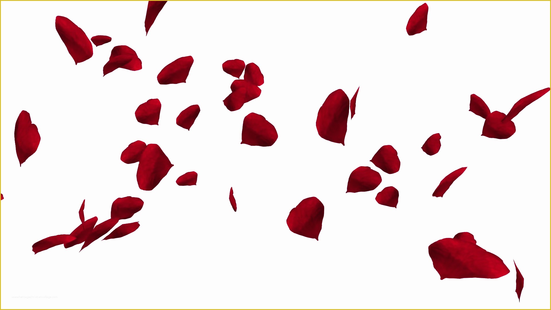Falling Flower Petals after Effects Template Free Of Falling and Swirling Red Rose Petals Over White Background