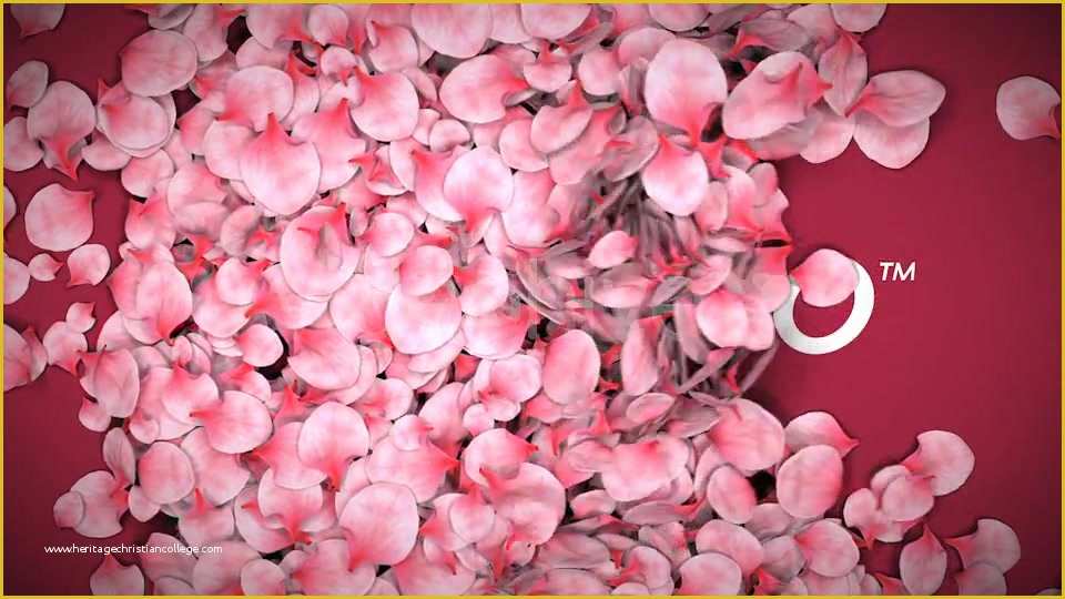 Falling Flower Petals after Effects Template Free Of Falling Flower Petals Download Videohive