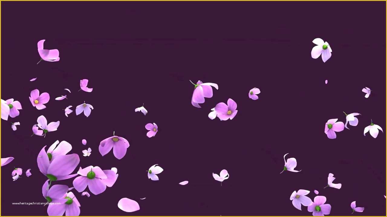 Falling Flower Petals after Effects Template Free Of Falling Flowers after Effects Template Videohive