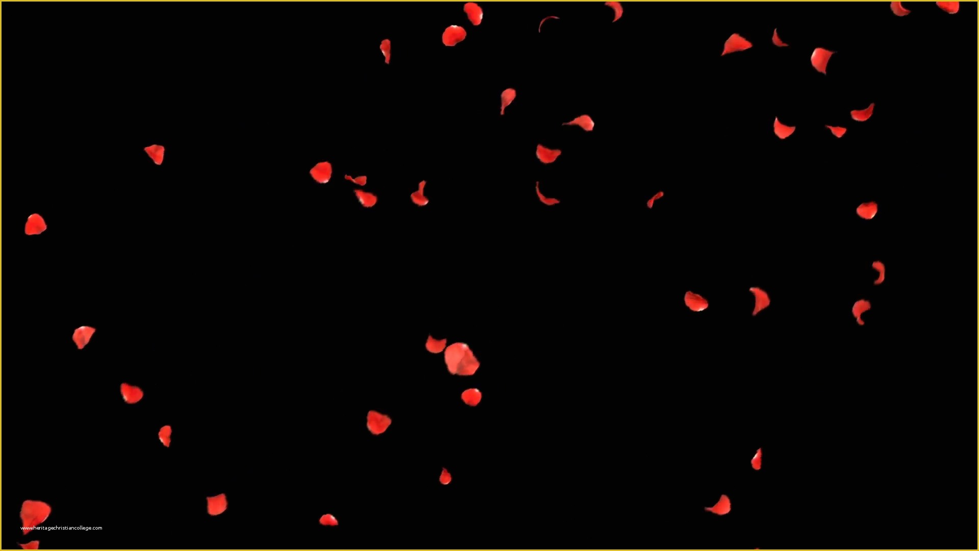 Falling Flower Petals after Effects Template Free Of Falling Petals Roses 3d Animation On White and Black