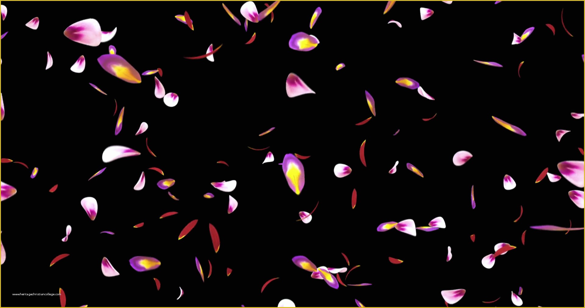 Falling Flower Petals after Effects Template Free Of Falling Red Pink Purple Sakura Flower Petals Background