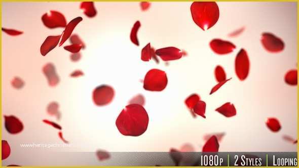 Falling Flower Petals after Effects Template Free Of Falling Red Rose Petals Background by butlerm