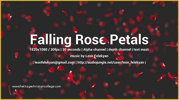 Falling Flower Petals after Effects Template Free Of Falling Rose Petals by Paliki