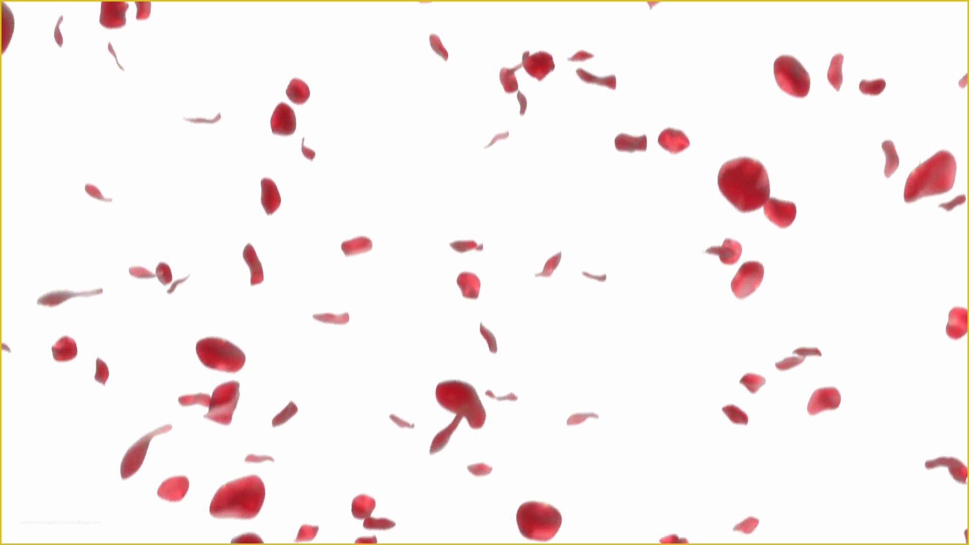 Falling Flower Petals after Effects Template Free Of Falling Rose Petals Looped 3d Animation Motion