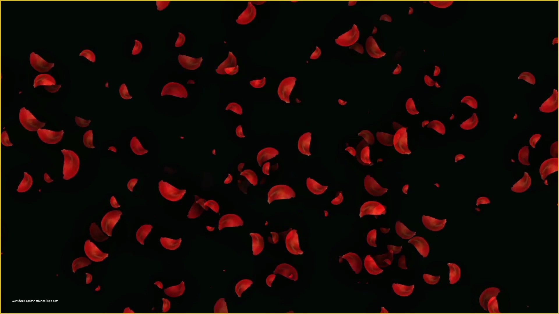 Falling Flower Petals after Effects Template Free Of Falling Rose Petals On Black Motion Background