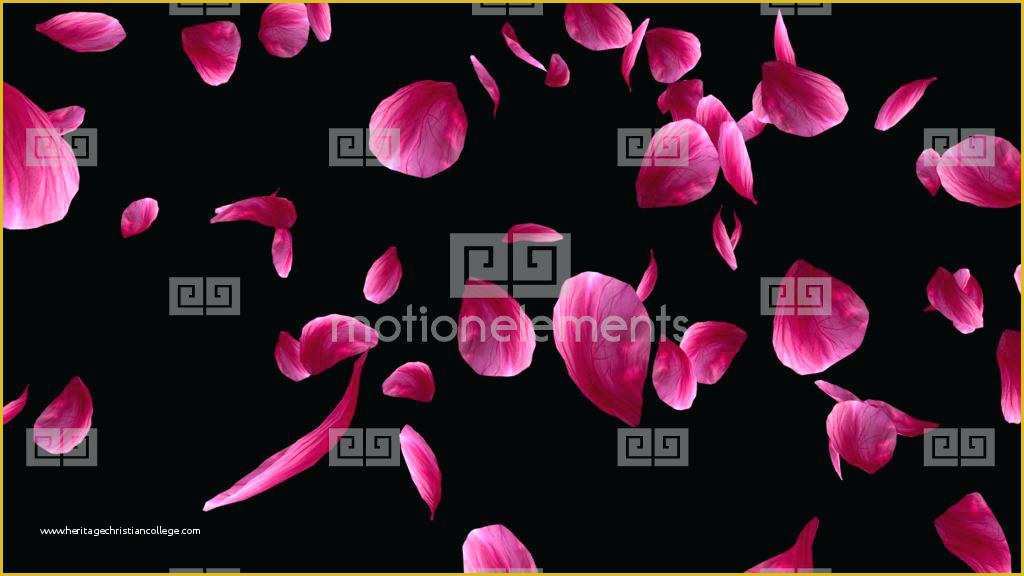 Falling Flower Petals after Effects Template Free Of Falling Rose Petals – Purposemag