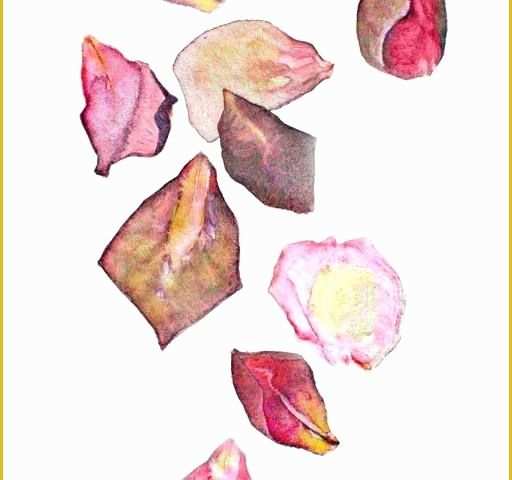 Falling Flower Petals after Effects Template Free Of Falling Rose Petals – Purposemag
