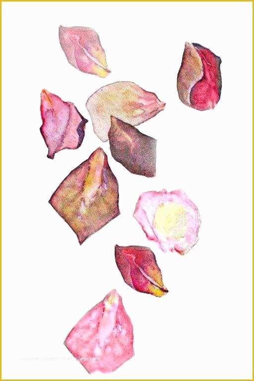 Falling Flower Petals after Effects Template Free Of Falling Rose Petals – Purposemag