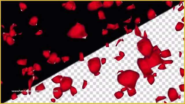 Falling Flower Petals after Effects Template Free Of Falling Rose Petals Stock Motion Graphics