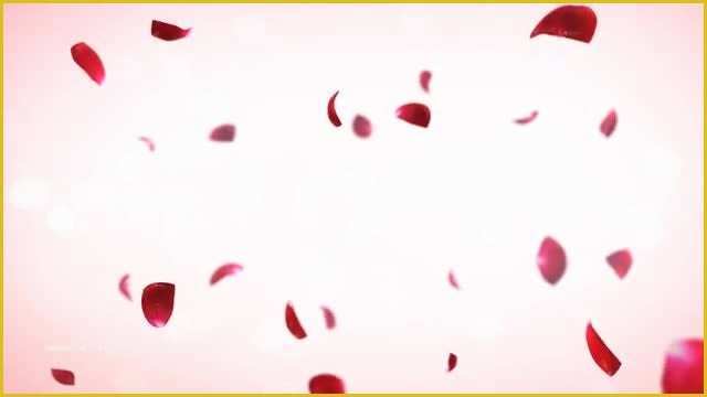 Falling Flower Petals after Effects Template Free Of Falling Rose Petals Stock Motion Graphics