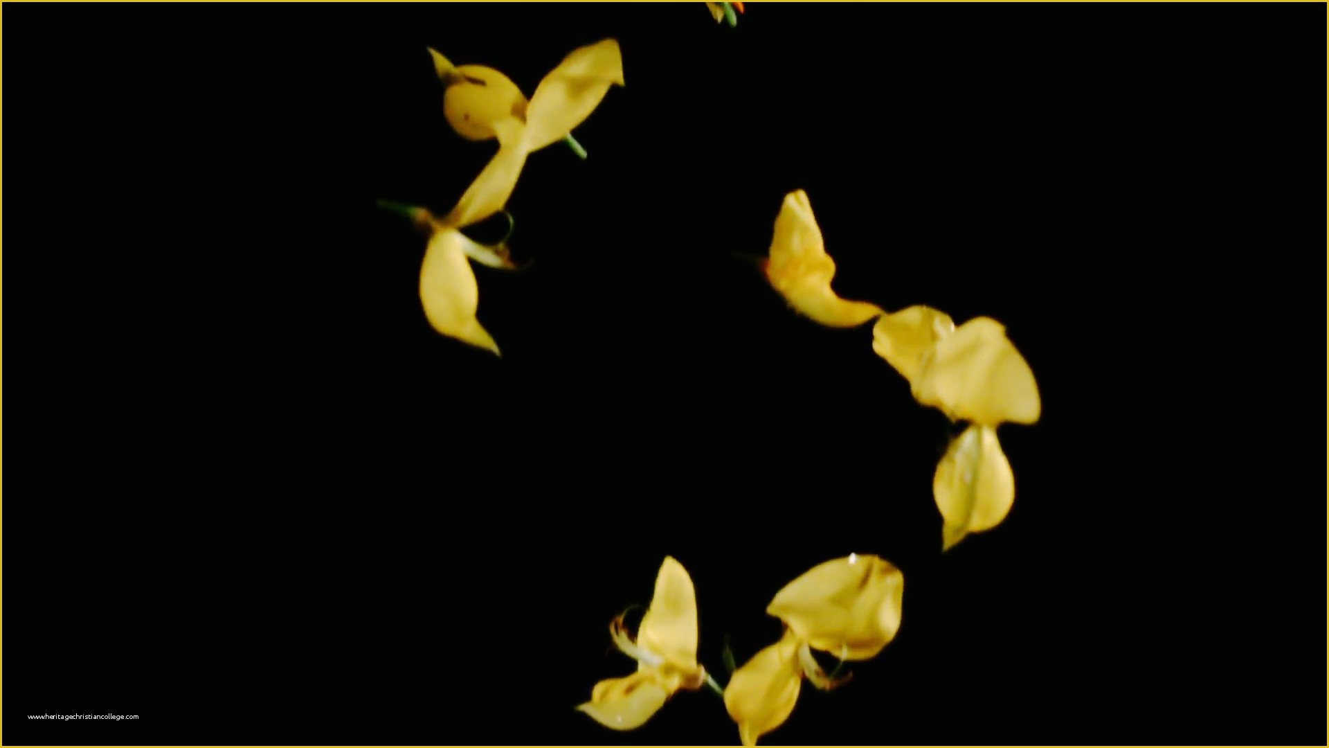 Falling Flower Petals after Effects Template Free Of Flower Petals Falling Yellow Slow Motion Stock Video