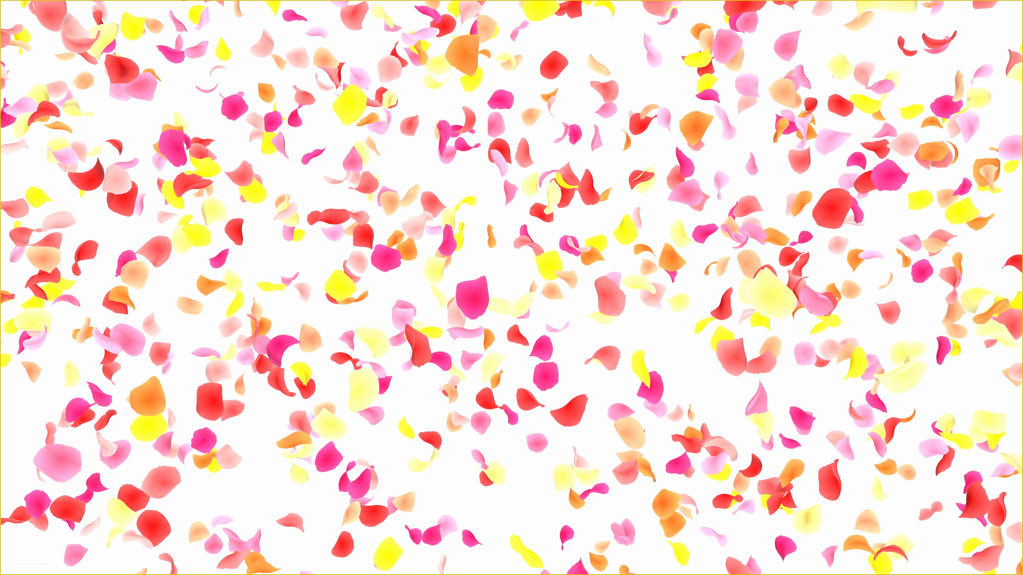 Falling Flower Petals after Effects Template Free Of Flower Petals Pink Falling A 4k Motion Background