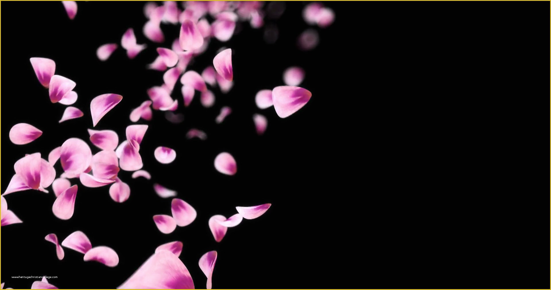 Falling Flower Petals after Effects Template Free Of Flying Pink Rose Sakura Flower Petals Falling Placeholder