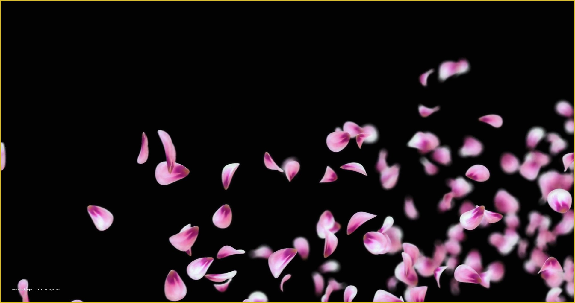 Falling Flower Petals after Effects Template Free Of Flying Pink Rose Sakura Flower Petals Falling Placeholder