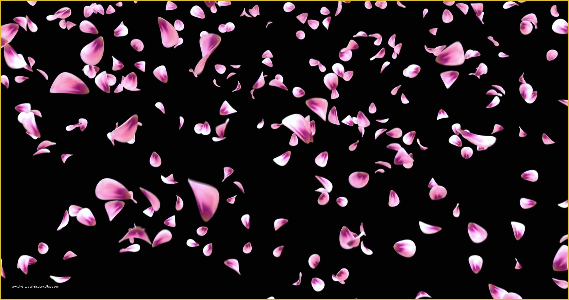 Falling Flower Petals after Effects Template Free Of Flying Red Pink Rose Sakura Flower Petals Falling