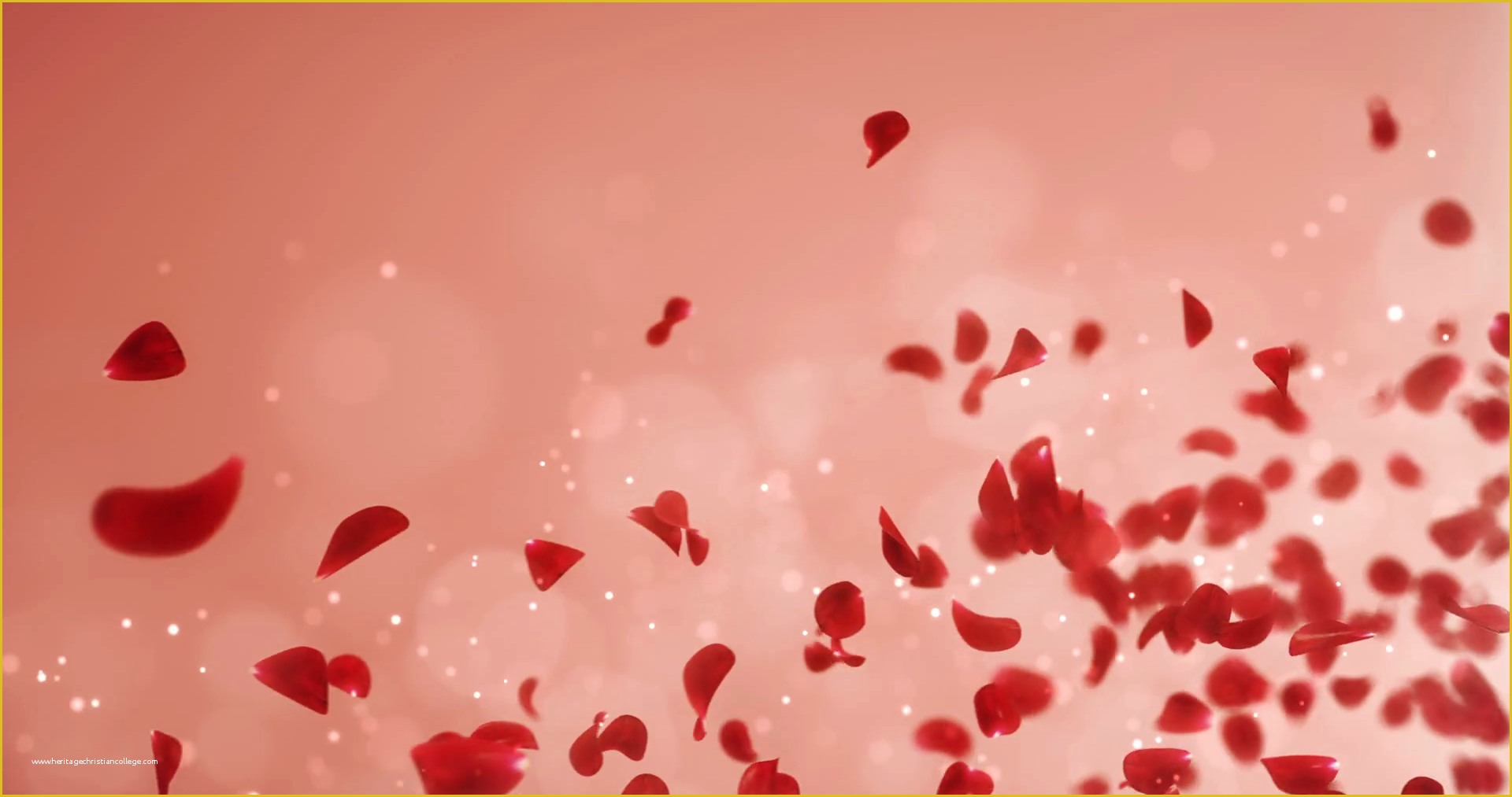 Falling Flower Petals after Effects Template Free Of Flying Romantic Light Red Rose Flower Petals Falling