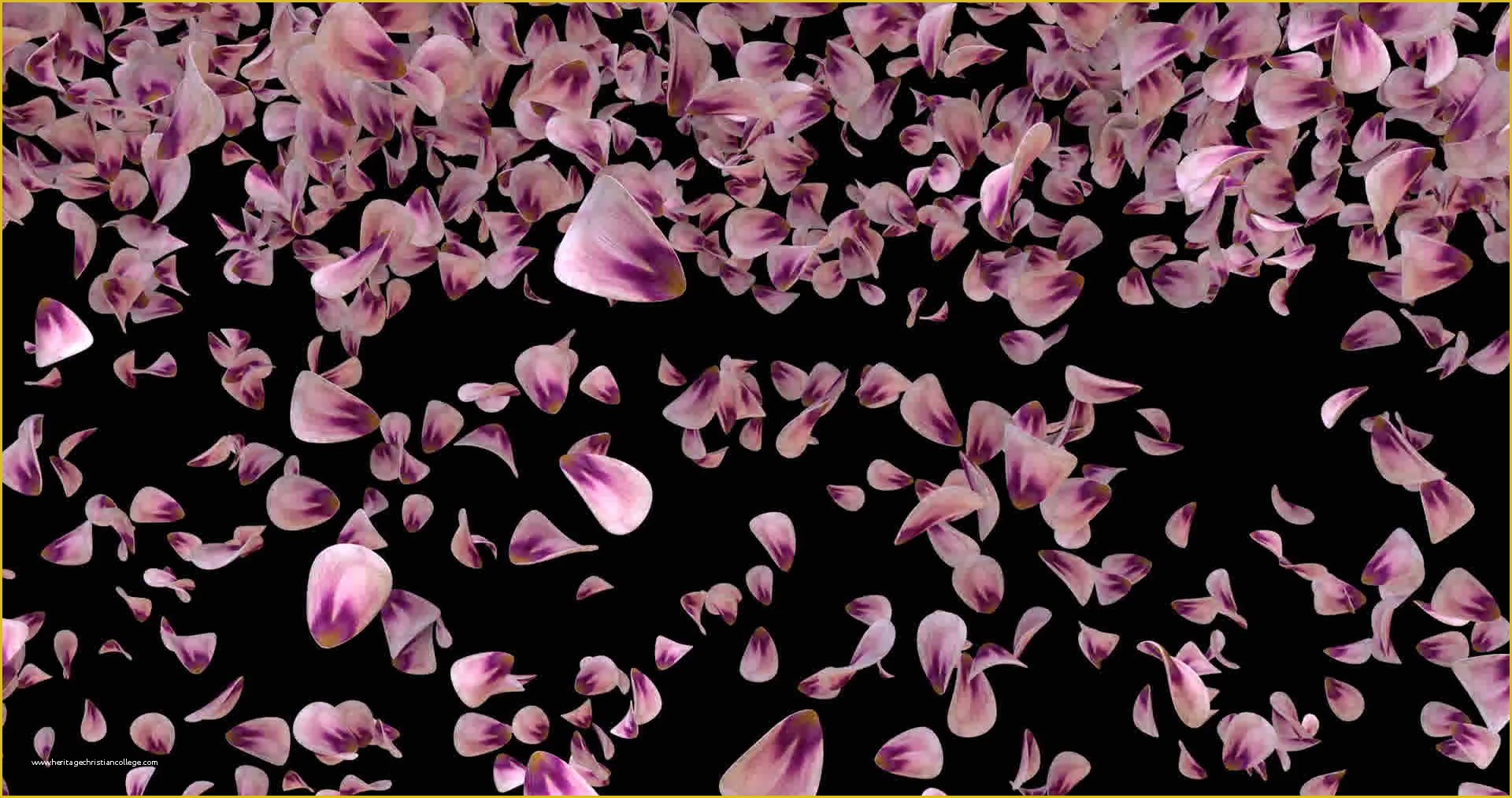 Falling Flower Petals after Effects Template Free Of Flying Romantic Pink Rose Flower Petals Falling Transition