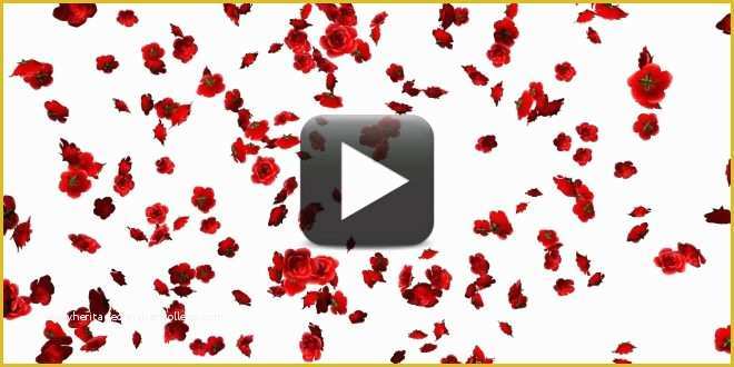 Falling Flower Petals after Effects Template Free Of Free Rose Flowers Falling Animation Video Background