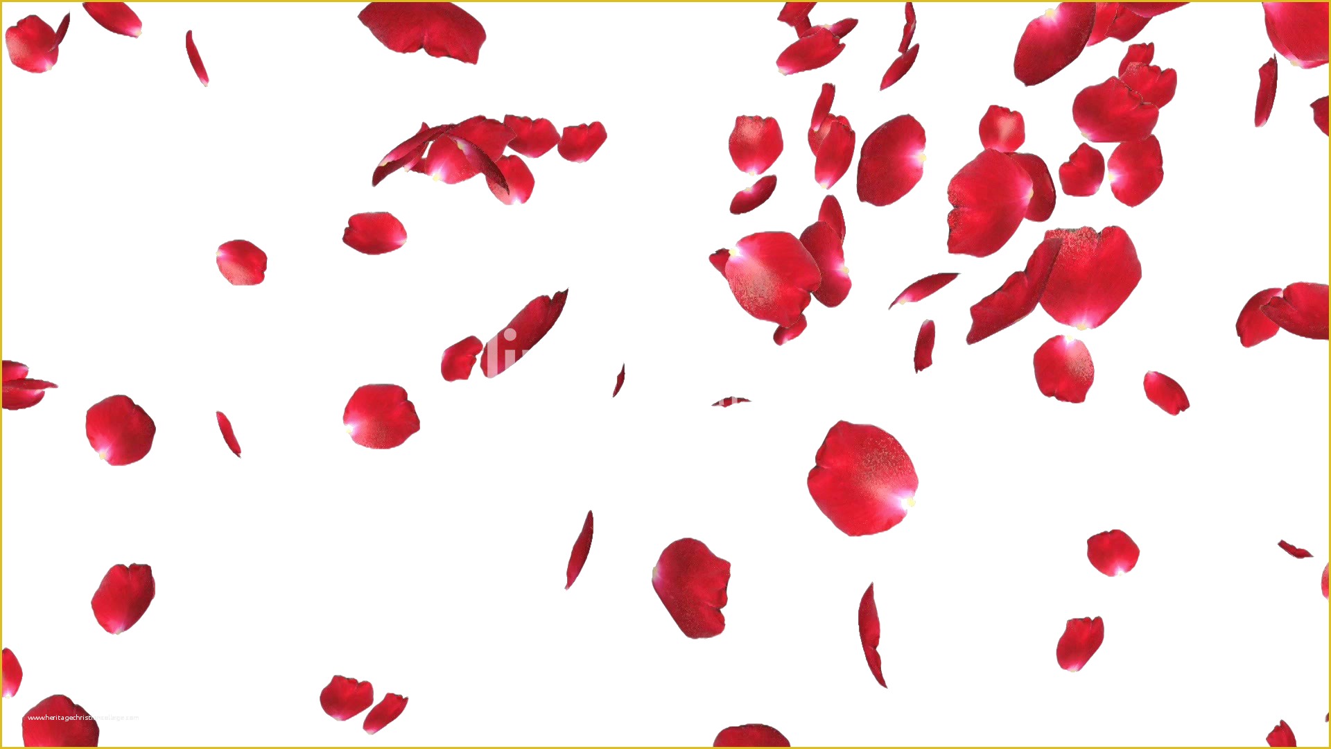 Falling Flower Petals after Effects Template Free Of Free Rose Petals Png File Vector Clipart Psd Peoplepng