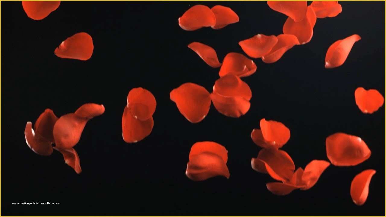 Falling Flower Petals after Effects Template Free Of Free Slow Motion Footage Falling Rose Petals