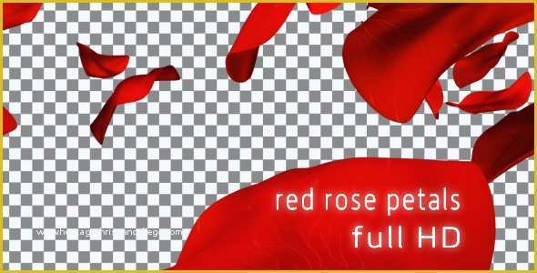 Falling Flower Petals after Effects Template Free Of Red Rose Petals by Zoom4