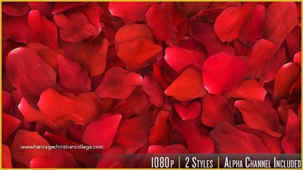 Falling Flower Petals after Effects Template Free Of Red Rose Petals Fill Screen Overlay by butlerm