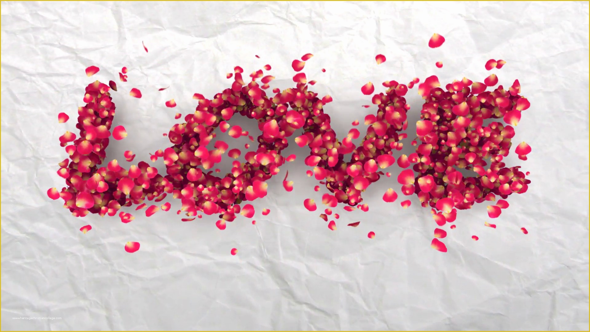 Falling Flower Petals after Effects Template Free Of Rose Petals Fall On White Background and Make the Word