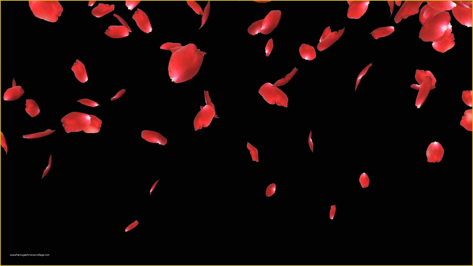 Falling Flower Petals after Effects Template Free Of Rose Petals Falling Against Black Stock Video Footage