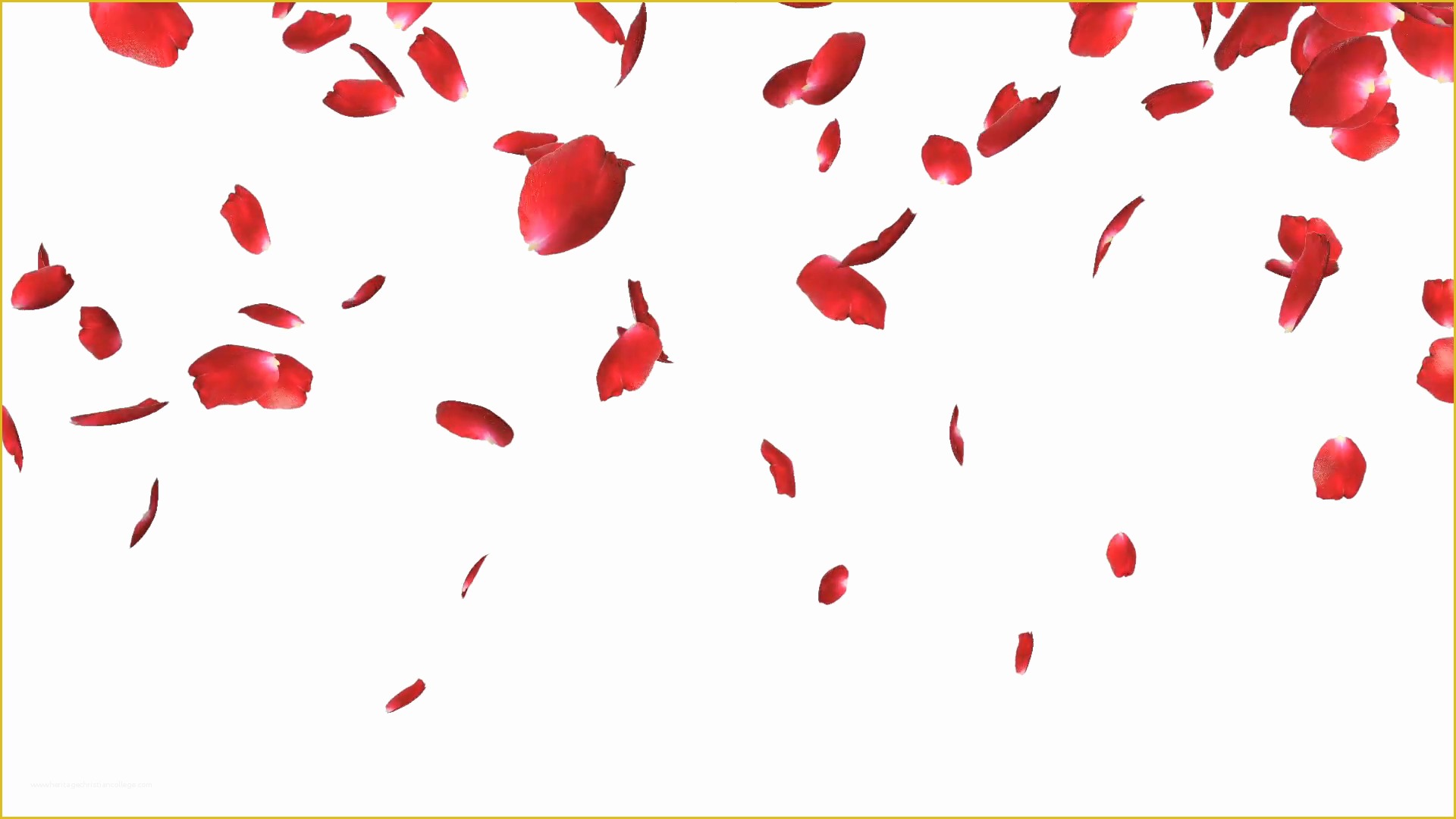Falling Flower Petals after Effects Template Free Of Rose Petals Falling Against White Stock Video Footage